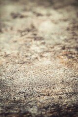 Poster - Textured surface of weathered wood, showcasing natural patterns and neutral tones, ideal for background or design projects.