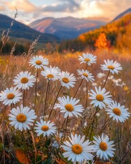 Wall Mural - autumn daisies glowing brightly in the mountain wilderness, their vibrant petals a beautiful contrast to the cooler tones of the surrounding landscape