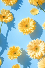 Canvas Print - Yellow gerbera daisies scattered on a light blue surface casting shadows