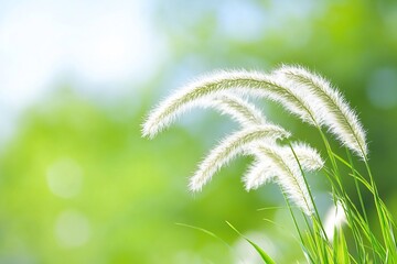 Wall Mural - Close-up of ornamental grass against a blurred green foliage background, perfect for nature