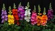 © pawimon - Colorful snapdragon flowers in various shades bloom vibrantly against dark background, creating lively garden scene