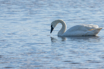 Wall Mural - tundra swan on a pond