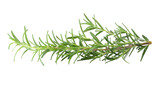 Fresh rosemary isolated on a transparent background.