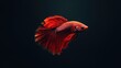 © dekor - Stunning Red Betta Splendor: A Captivating Aquatic Portrait