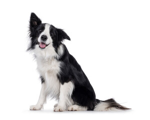 Poster - Charismatic typical black and white young adult Border Collie dog, sitting up side ways. Looking happy straight to camera with mouth open panting. Isolated on white background.
