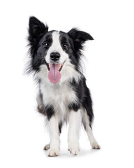 Poster - Charismatic typical black and white young adult Border Collie dog, standing up facing front. Looking straight to camera with mouth open showing pink tongue. Isolated on white background.