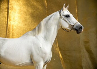 A striking white horse stands poised against a shimmering golden background, showcasing its beauty in an indoor setting.