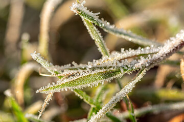 Wall Mural - Closeup macro photo of blades of grass covered by beautiful ice crystals