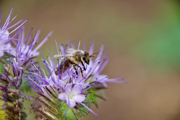 Canvas Print - Honey bee collecting nectar from a blooming Phacelia flower. Pollination in action with delicate purple petals and green background. Macro shot of bee on a vibrant wildflower.