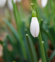 Wall Mural - Beautiful close-up of a galanthus nivalis flower