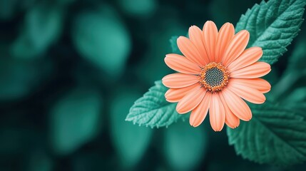Poster - A close up of a flower with a softly blurred background of green leaves, creating a sense of depth and drawing focus to the vibrant colors and delicate petals.