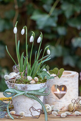 Wall Mural - rustikales Frühlings-Arrangement mit Schneeglöckchen (Galanthus nivalis) im Birkenrinden-Topf und Laterne	