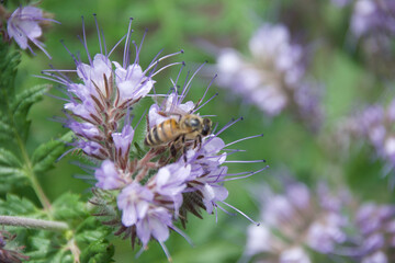 Canvas Print - Honey bee collecting nectar from a blooming Phacelia flower. Pollination in action with delicate purple petals and green background. Macro shot of bee on a vibrant wildflower.