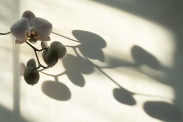 Poster - beautiful orchid shadow gracefully cast on a soft white wall in natural light