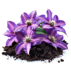 Sticker - Close-up view of vibrant purple Clematis flowers in full bloom, set against a stark white background, showcasing their intricate details and rich color.