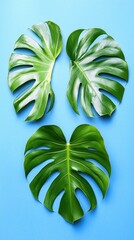 Wall Mural - Tropical leaves flat lay blue background