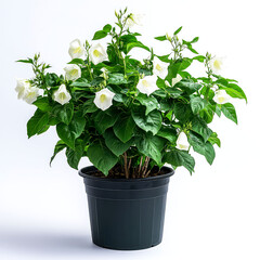 Sticker - Stunning White Flowers in a Black Pot: A Breathtaking Floral Display for Home Decor