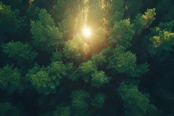 Wall Mural - Forest sunlight filtering through trees