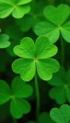 Wall Mural - Close-up of four-leaf clover amidst three-leaf clovers , plant, countryside, agriculture