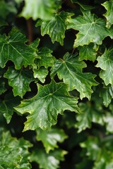 Poster - A close-up view of a cluster of green leaves with intricate details