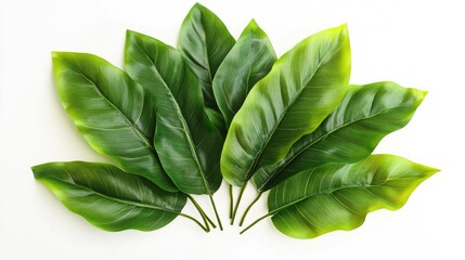 Aufkleber - Close-up shot of a cluster of green leaves on a white background, ideal for use in still life compositions or as a texture element