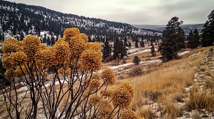 Wall Mural - Winter hillside, yellow plant, snowy mountains