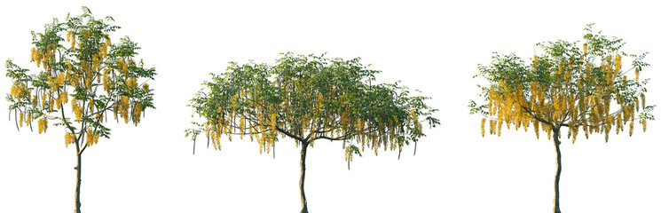 Wall Mural - set of cassia fistula (also known as golden shower, purging cassia, pudding-pipe tree) frontal stree
