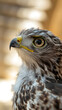 © Mads - A close-up of an eagle, with a blurry background