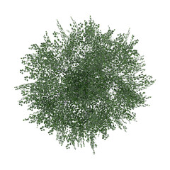 Wall Mural - tree top view plant landscape architecture nature garden aerial render.
