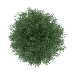 Wall Mural - tree top view plant landscape architecture nature garden aerial render.