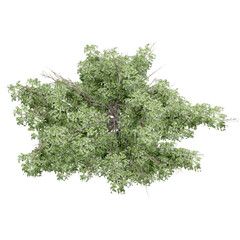 Wall Mural - tree top view plant landscape architecture nature garden aerial render.