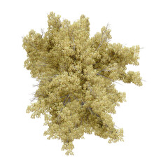 Wall Mural - tree top view plant landscape architecture nature garden aerial render.