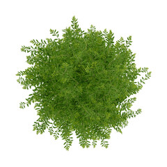 Wall Mural - tree top view plant landscape architecture nature garden aerial render.