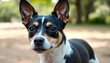 © stocksbyrs - Portrait of a Rat Terrier with bright dark eyes, short and smooth coat, relaxed expression, natural lighting creating a warm glow, plain blurred background, calm and composed demeanor