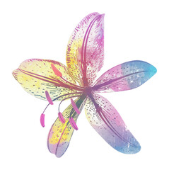 Wall Mural - PNG Lily Risograph style flower petal