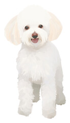 Sticker - PNG Bichon Frise mammal animal bichon.