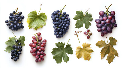 Wall Mural - Red grapes bundle, fresh grapevine collection isolated on a white background.