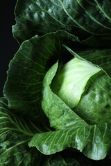 Sticker - Whole ripe head of cabbage on dark background, closeup