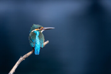 Wall Mural - Male common Kingfisher (Alcedo atthis) perching image with blue background