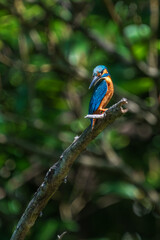 Wall Mural - Male common Kingfisher (Alcedo atthis) perching image with green background