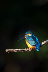 Wall Mural - Male common Kingfisher (Alcedo atthis) perching image with black background