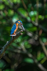 Wall Mural - Male common Kingfisher (Alcedo atthis) perching image with green background