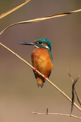 Wall Mural - Male common Kingfisher (Alcedo atthis) perching image with brown background