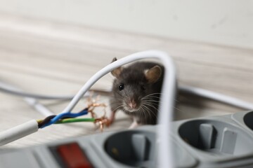 Wall Mural - Rat near chewed electric wire on floor indoors. Pest control