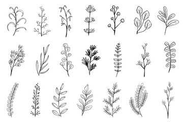 Wall Mural - collection of hand-drawn botanical sketches. these botanical illustrations feature various plant des