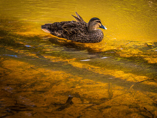 Wall Mural - Black Duck On Golden Water