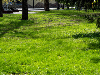 Wall Mural - green spring lawn in the park