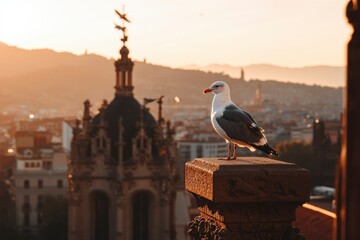 Wall Mural - Seagull perches on stone with city vista at sunset. Travel photo background