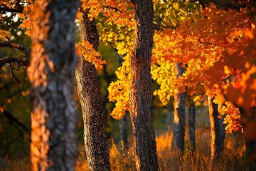 Wall Mural - Autumn light filters through vibrant foliage in serene forest; ideal for nature visuals