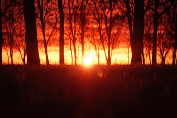 Wall Mural - sunset glow behind the trees. for nature photography and motivational projects